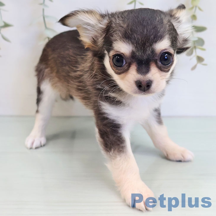 福岡県のチワワ(ロング) (ペットプラス MARK IS 福岡ももち店/2025年8月15日生まれ/男の子/セーブルホワイト)の子犬の2枚目の画像