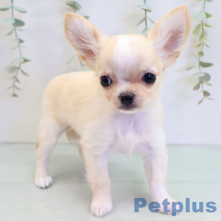 福岡県のチワワ(ロング) (ペットプラス 香椎浜店/2025年8月15日生まれ/男の子/クリームホワイト)の子犬