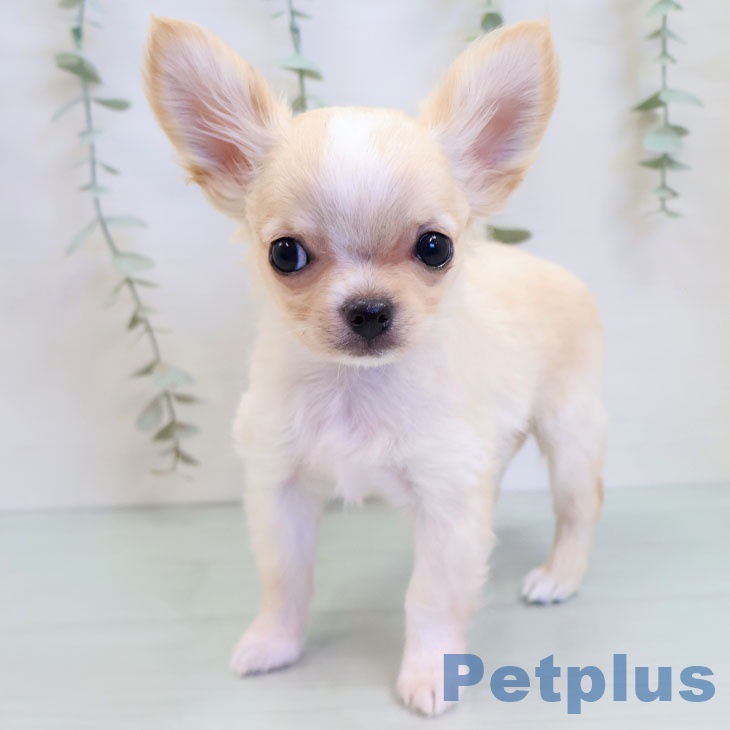 福岡県のチワワ(ロング) (ペットプラス 香椎浜店/2025年8月15日生まれ/男の子/クリームホワイト)の子犬の2枚目の画像