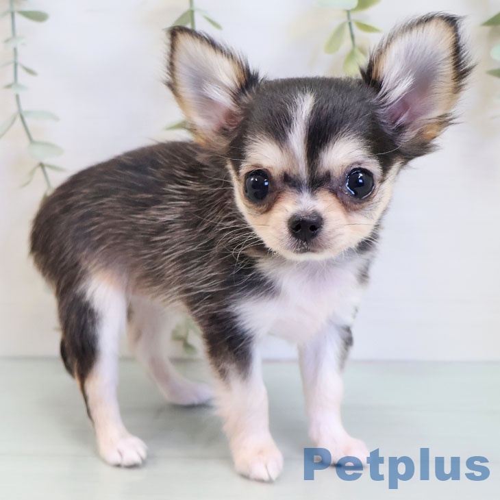 福岡県のチワワ(ロング) (ペットプラス 春日店/2025年8月15日生まれ/女の子/セーブルホワイト)の子犬の2枚目の画像