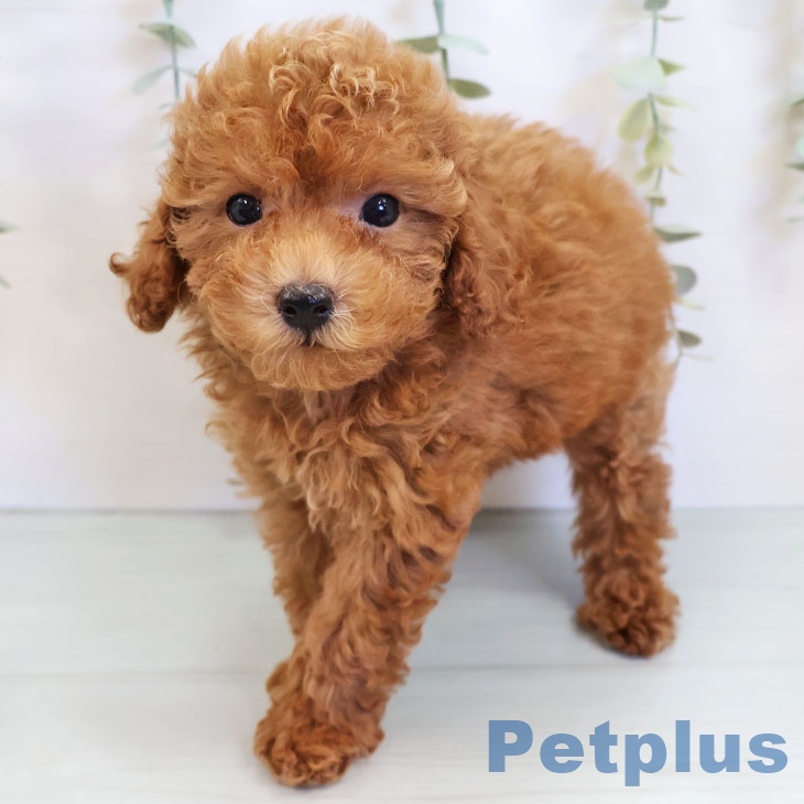 福岡県のトイプードル(トイ) (ペットプラス MARK IS 福岡ももち店/2025年8月25日生まれ/男の子/レッド)の子犬の1枚目の画像