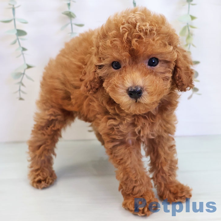 福岡県のトイプードル(トイ) (ペットプラス MARK IS 福岡ももち店/2025年8月25日生まれ/男の子/レッド)の子犬の2枚目の画像