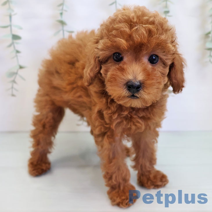 福岡県のトイプードル(トイ) (ペットプラス 春日店/2025年8月25日生まれ/女の子/レッド)の子犬の1枚目の画像