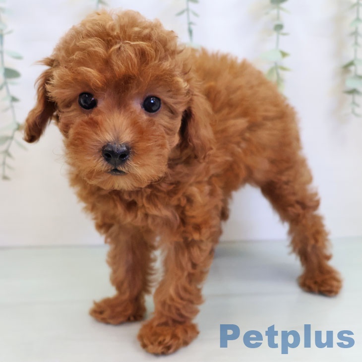 福岡県のトイプードル(トイ) (ペットプラス 春日店/2025年8月25日生まれ/女の子/レッド)の子犬の2枚目の画像