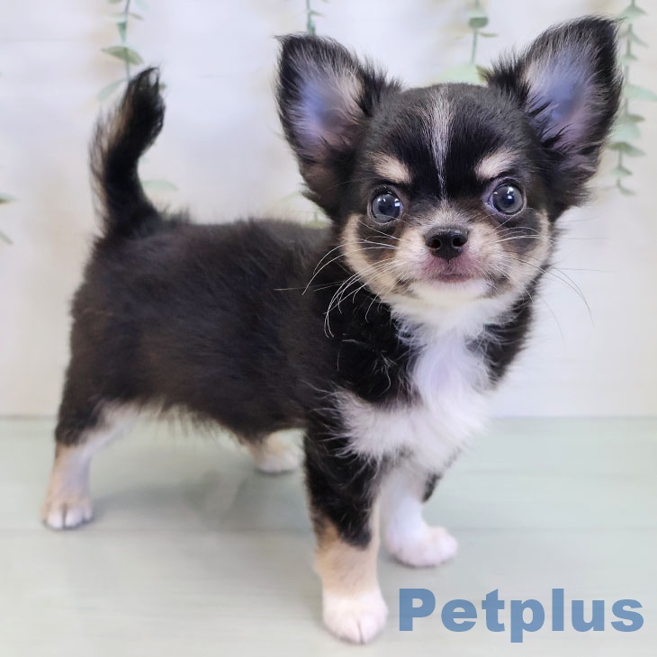 福岡県のチワワ(ロング) (ペットプラス 香椎浜店/2025年8月21日生まれ/男の子/ブラックタンホワイト)の子犬の1枚目の画像