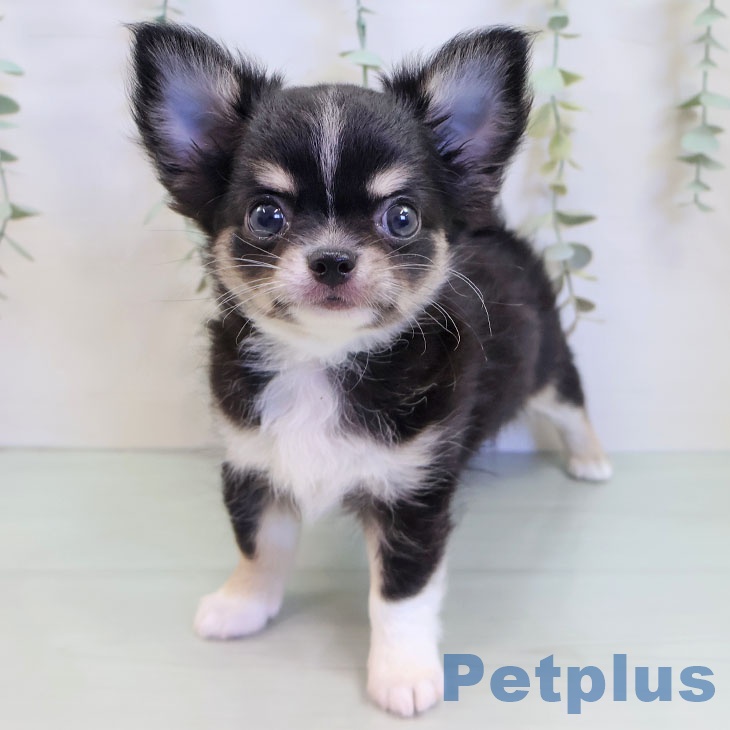 福岡県のチワワ(ロング) (ペットプラス 香椎浜店/2025年8月21日生まれ/男の子/ブラックタンホワイト)の子犬の2枚目の画像