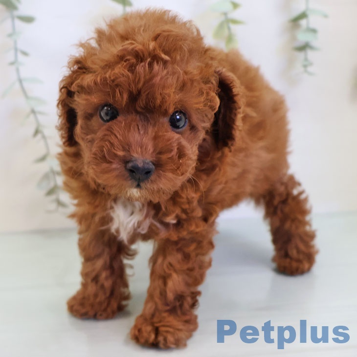 福岡県のトイプードル(トイ) (ペットプラス 八幡東店/2025年8月27日生まれ/男の子/レッド)の子犬の1枚目の画像