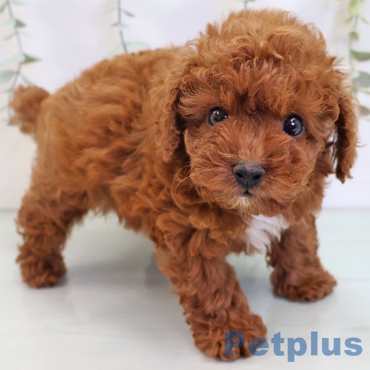 福岡県のトイプードル(トイ) (ペットプラス 八幡東店/2025年8月27日生まれ/男の子/レッド)の子犬の2枚目の画像