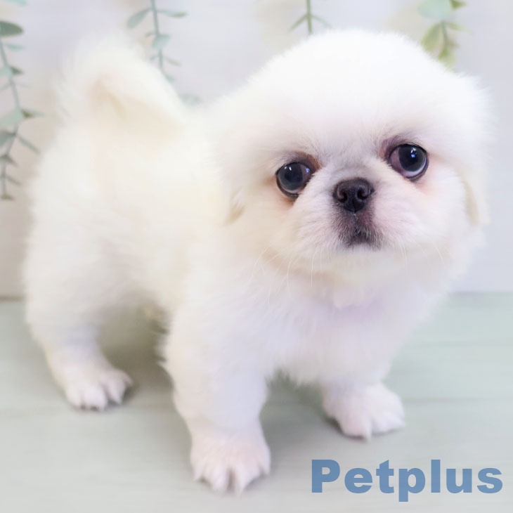 福岡県のペキニーズ (ペットプラス MARK IS 福岡ももち店/2025年8月24日生まれ/女の子/ホワイト)の子犬の1枚目の画像