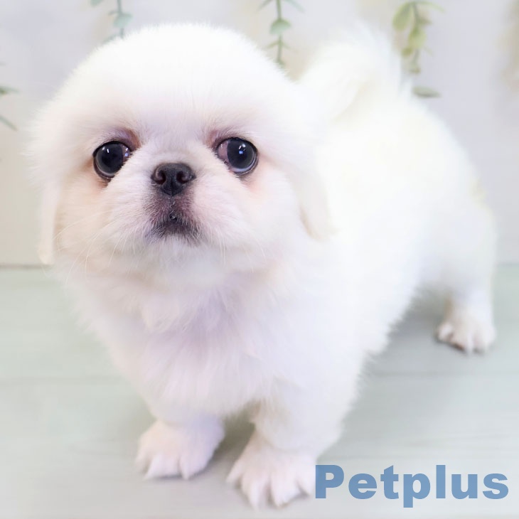 福岡県のペキニーズ (ペットプラス MARK IS 福岡ももち店/2025年8月24日生まれ/女の子/ホワイト)の子犬の2枚目の画像