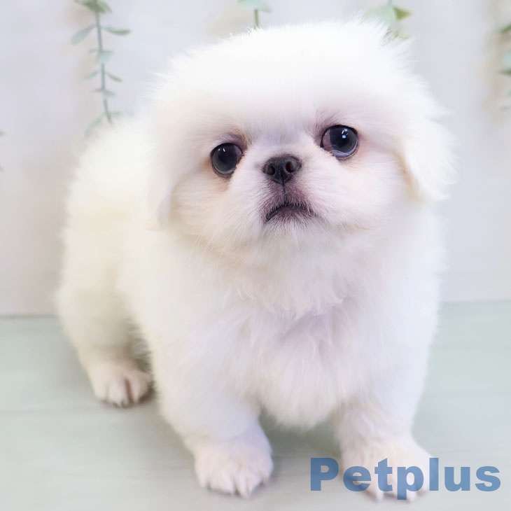 熊本県のペキニーズ (ペットプラス 熊本店/2025年8月24日生まれ/女の子/ホワイト)の子犬の1枚目の画像