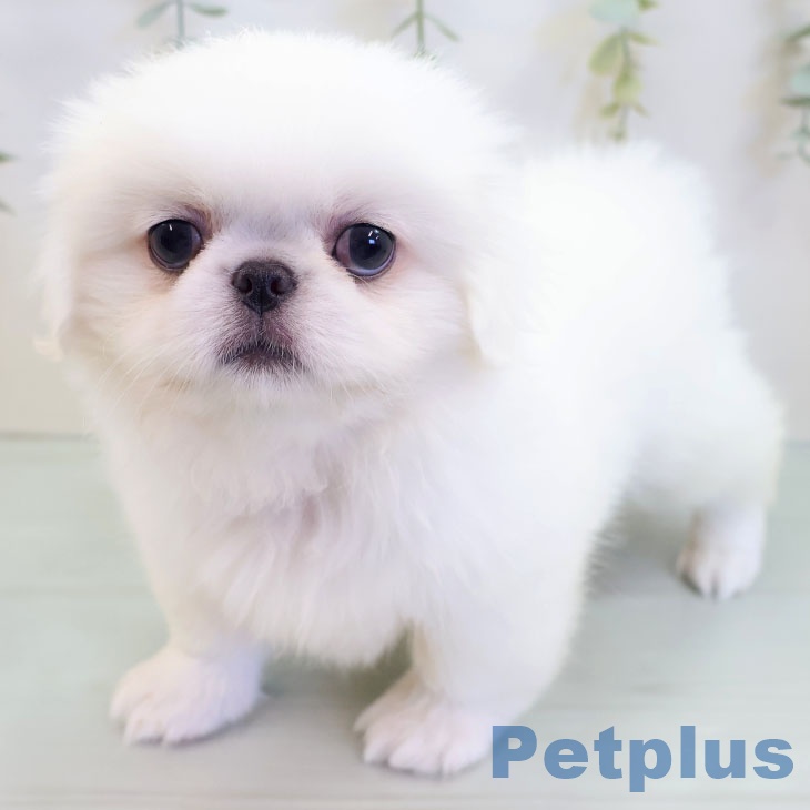 熊本県のペキニーズ (ペットプラス 熊本店/2025年8月24日生まれ/女の子/ホワイト)の子犬の2枚目の画像