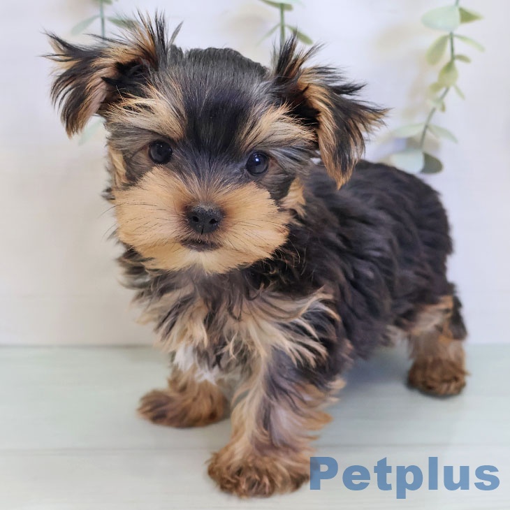 埼玉県のヨークシャーテリア (ペットプラス 浦和美園店/2025年8月26日生まれ/男の子/スチールブルータン)の子犬