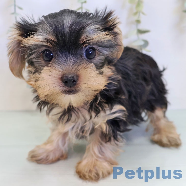 沖縄県のヨークシャーテリア (ペットプラス 沖縄ライカム店/2025年8月26日生まれ/女の子/スチールブルータン)の子犬の1枚目の画像