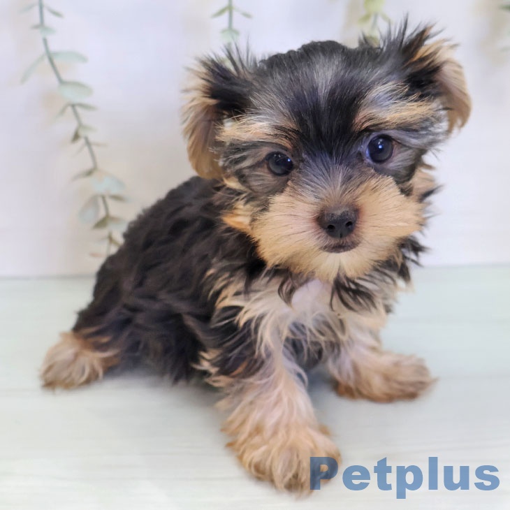 沖縄県のヨークシャーテリア (ペットプラス 沖縄ライカム店/2025年8月26日生まれ/女の子/スチールブルータン)の子犬の2枚目の画像