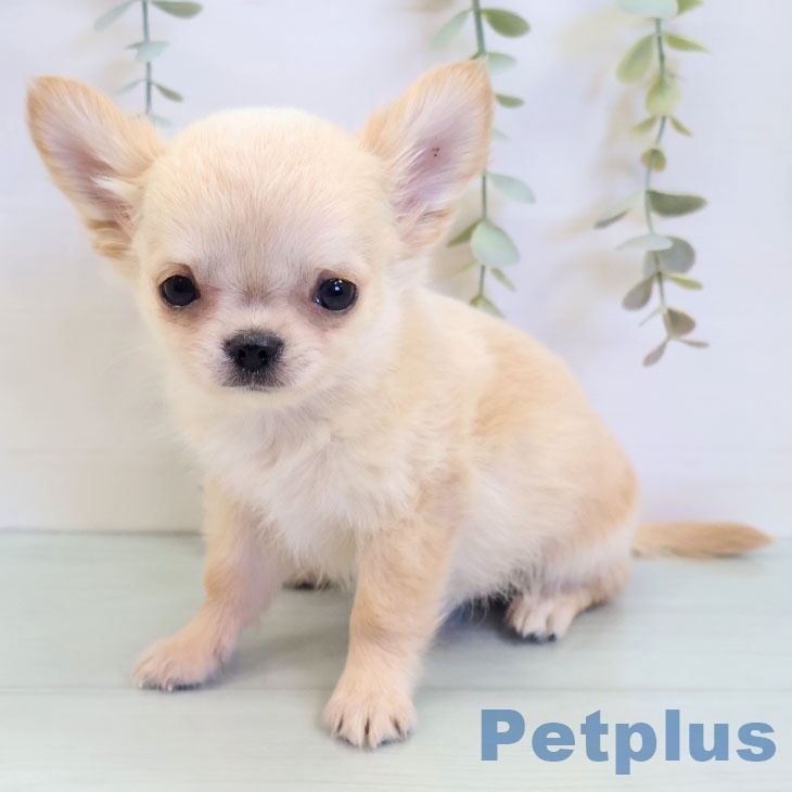 熊本県のチワワ(ロング) (ペットプラス 熊本店/2025年8月25日生まれ/男の子/クリーム)の子犬の1枚目の画像