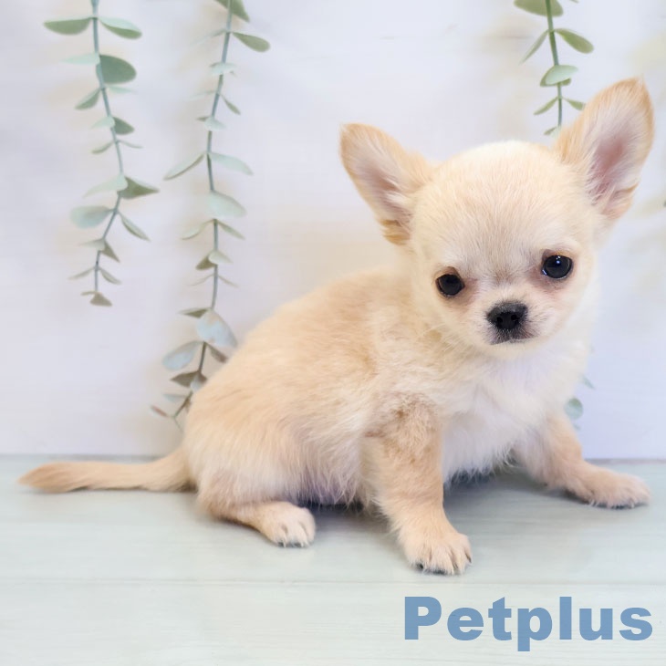 熊本県のチワワ(ロング) (ペットプラス 熊本店/2025年8月25日生まれ/男の子/クリーム)の子犬の2枚目の画像