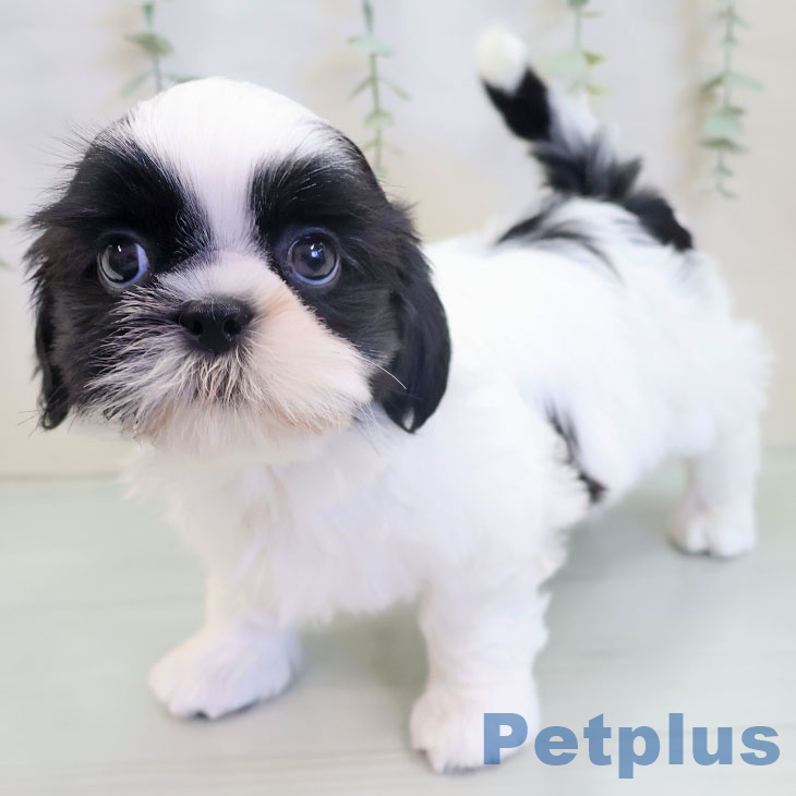 シー・ズーの写真2