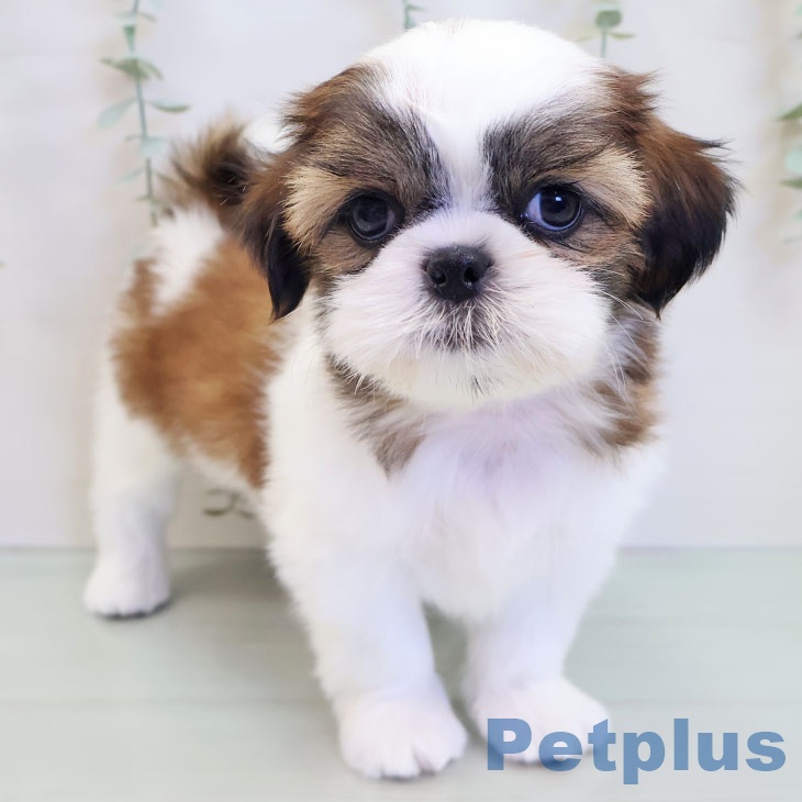 長崎県のシーズー (ペットプラス 長崎店/2025年8月25日生まれ/男の子/ゴールドホワイト)の子犬