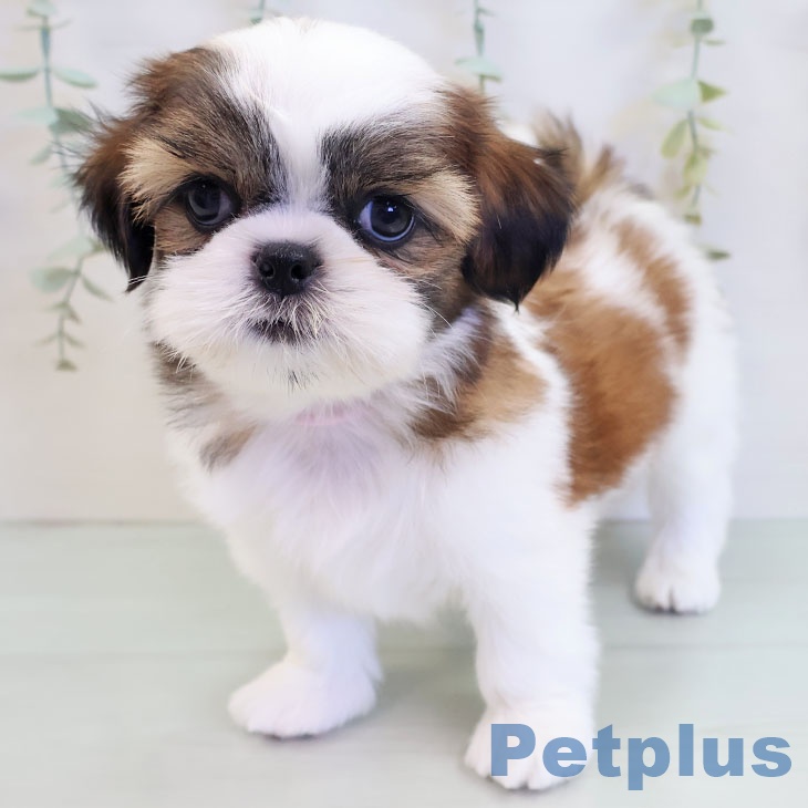 長崎県のシーズー (ペットプラス 長崎店/2025年8月25日生まれ/男の子/ゴールドホワイト)の子犬の2枚目の画像