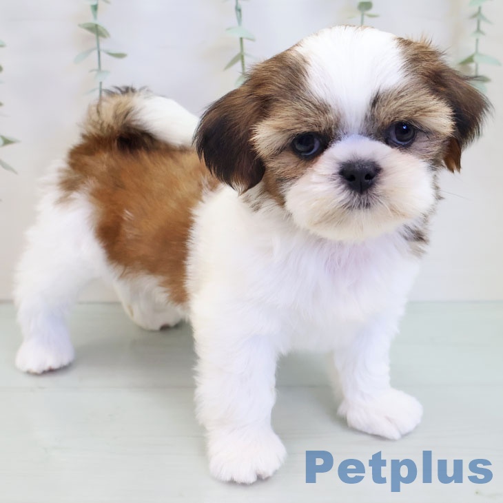 シー・ズーの写真2