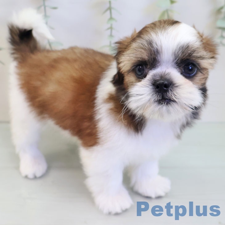 シー・ズーの写真2