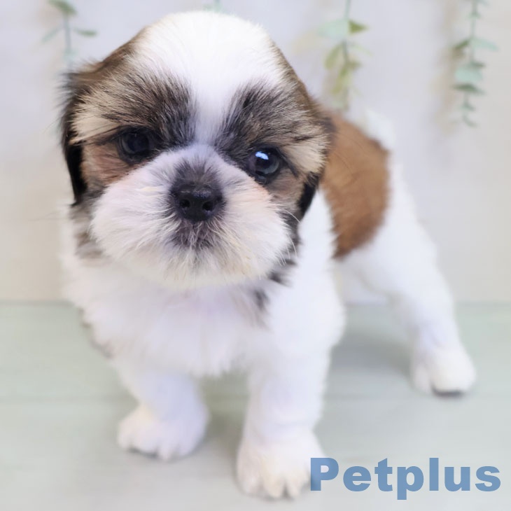 福岡県のシーズー (ペットプラス ららぽーと福岡店/2025年8月25日生まれ/男の子/ゴールドホワイト)の子犬の2枚目の画像