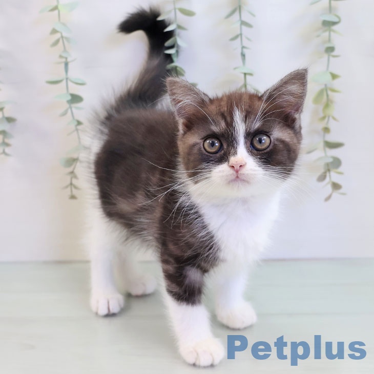 スコティッシュフォールド