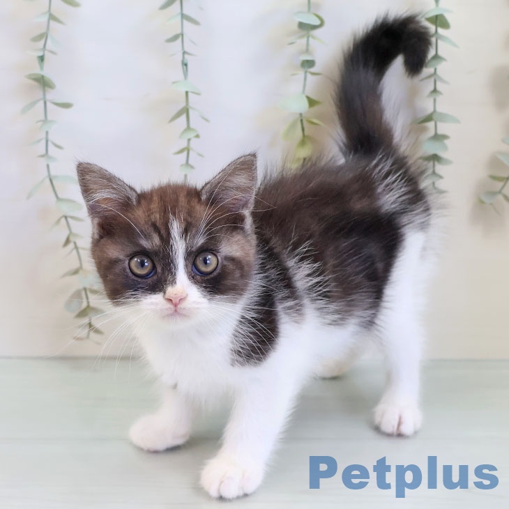 スコティッシュフォールドの写真2