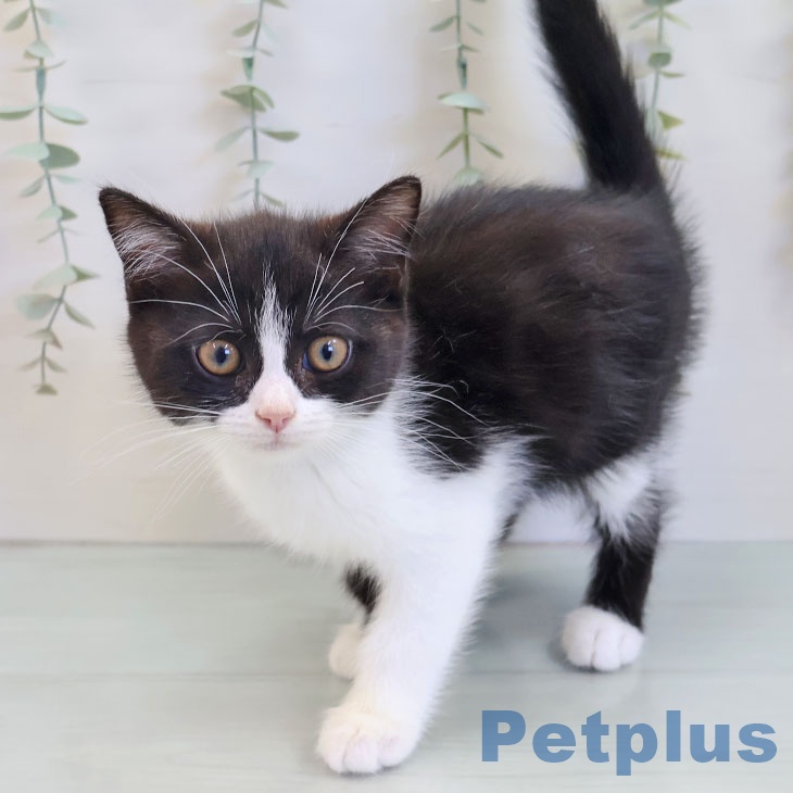 福岡県のスコティッシュフォールド (ペットプラス 八幡東店/2025年8月26日生まれ/男の子/ブラックホワイト)の子猫の1枚目の画像