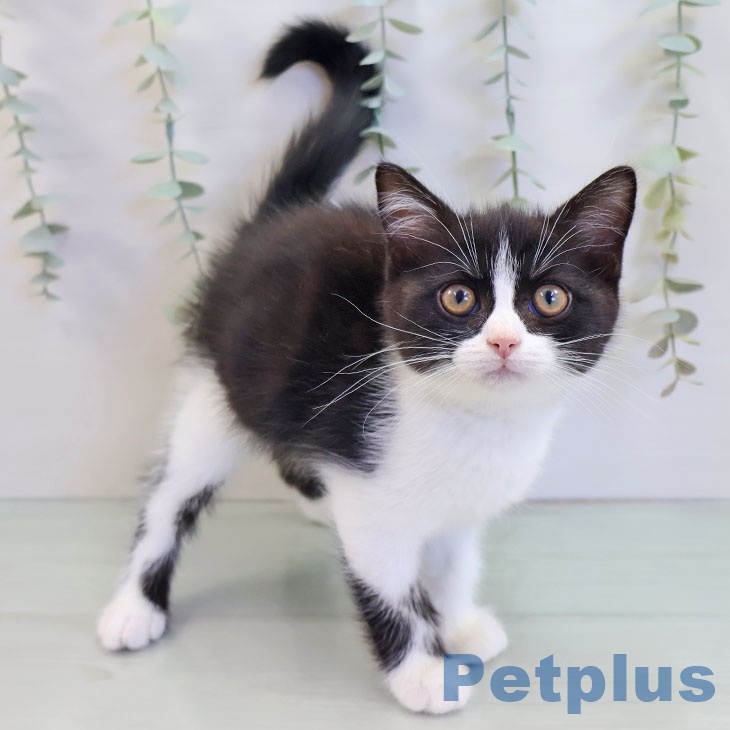 福岡県のスコティッシュフォールド (ペットプラス 八幡東店/2025年8月26日生まれ/男の子/ブラックホワイト)の子猫の2枚目の画像