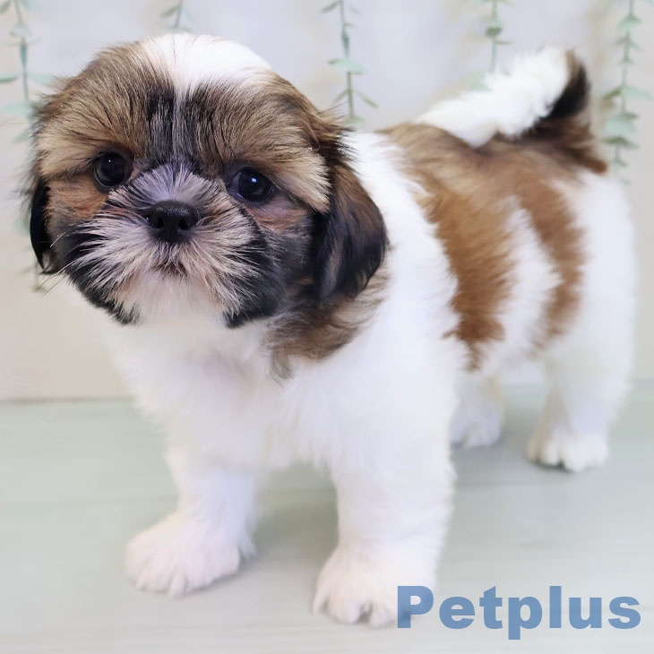 福岡県のシーズー (ペットプラス 小倉南店/2025年8月25日生まれ/男の子/ゴールドホワイト)の子犬の2枚目の画像