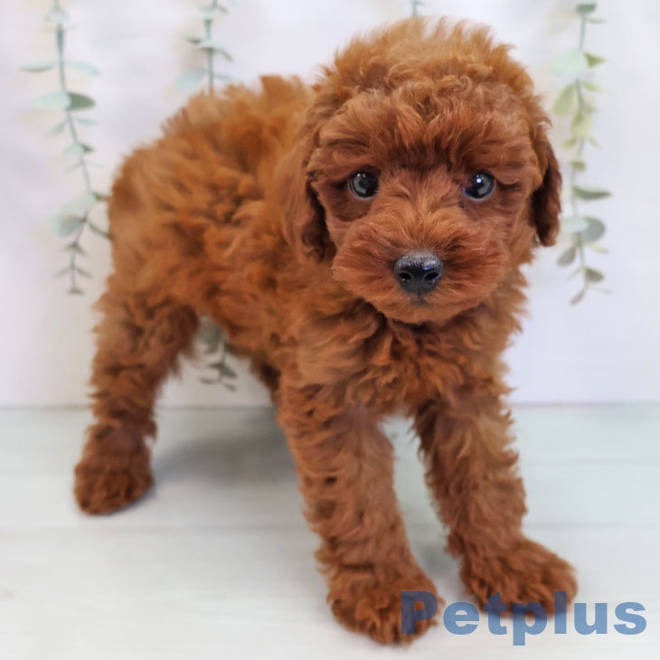 鹿児島県のトイプードル(トイ) (ペットプラス 姶良店/2025年8月20日生まれ/女の子/レッド)の子犬の1枚目の画像