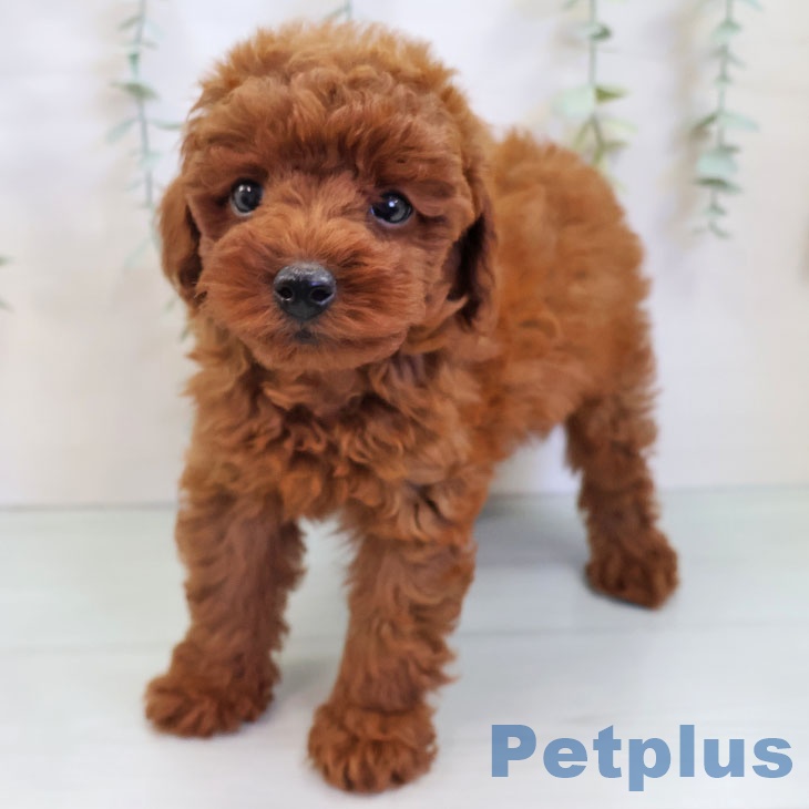 鹿児島県のトイプードル(トイ) (ペットプラス 姶良店/2025年8月20日生まれ/女の子/レッド)の子犬の2枚目の画像