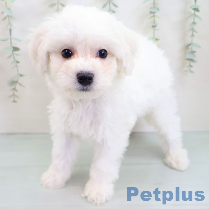 福岡県のビションフリーゼ (ペットプラス 福岡店/2025年8月27日生まれ/男の子/ホワイト)の子犬の2枚目の画像