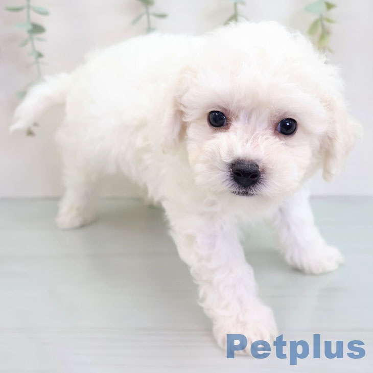 沖縄県のビションフリーゼ (ペットプラス 沖縄ライカム店/2025年8月27日生まれ/男の子/ホワイト)の子犬の1枚目の画像