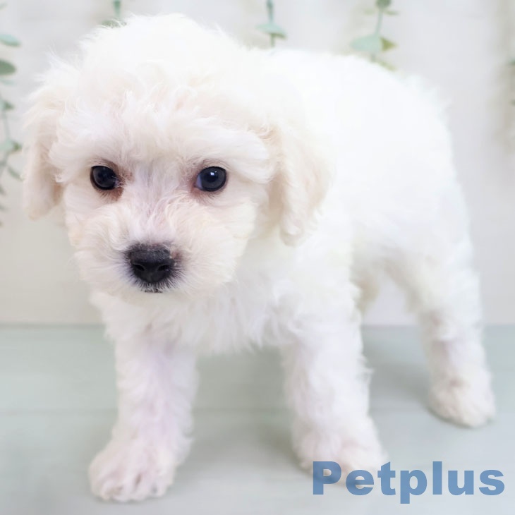 沖縄県のビションフリーゼ (ペットプラス 沖縄ライカム店/2025年8月27日生まれ/男の子/ホワイト)の子犬の2枚目の画像