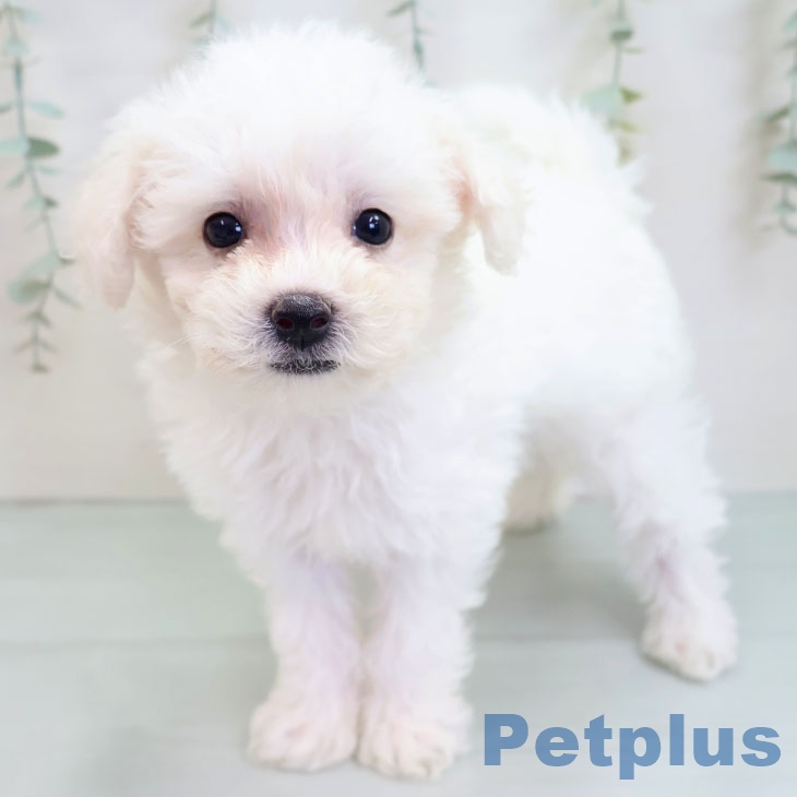 宮崎県のビションフリーゼ (ペットプラス 宮崎店/2025年8月27日生まれ/女の子/ホワイト)の子犬の1枚目の画像