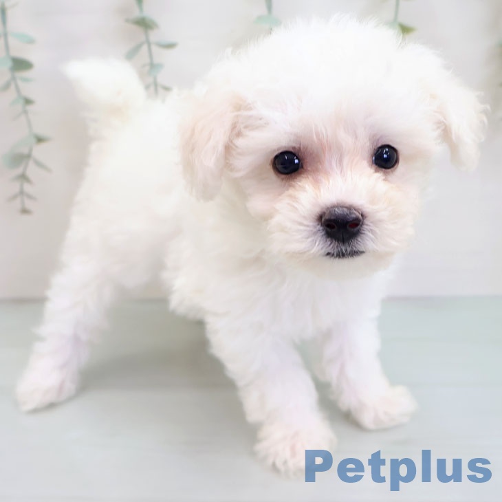 宮崎県のビションフリーゼ (ペットプラス 宮崎店/2025年8月27日生まれ/女の子/ホワイト)の子犬の2枚目の画像