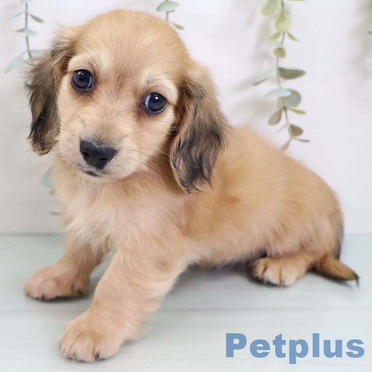 埼玉県のミニチュアダックスフンド(ロング) (ペットプラス ららぽーと富士見店/2025年8月28日生まれ/男の子/シェーデットイエロー)の子犬