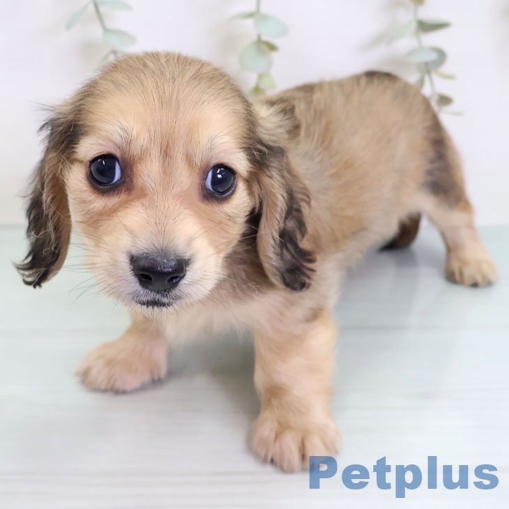 神奈川県のミニチュアダックスフンド(ロング) (ペットプラス 新百合丘店/2025年8月28日生まれ/男の子/シェーデットイエロー)の子犬の1枚目の画像