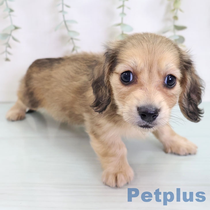 神奈川県のミニチュアダックスフンド(ロング) (ペットプラス 新百合丘店/2025年8月28日生まれ/男の子/シェーデットイエロー)の子犬の2枚目の画像