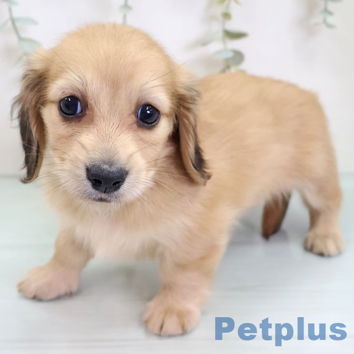 福島県のミニチュアダックスフンド(ロング) (ペットプラス 福島店/2025年8月28日生まれ/女の子/シェーデットイエロー)の子犬の1枚目の画像