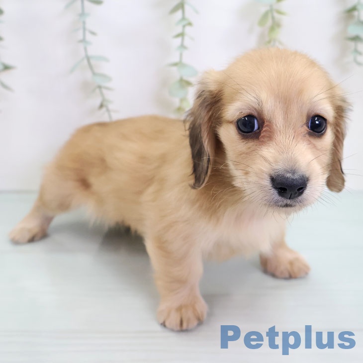 福島県のミニチュアダックスフンド(ロング) (ペットプラス 福島店/2025年8月28日生まれ/女の子/シェーデットイエロー)の子犬の2枚目の画像