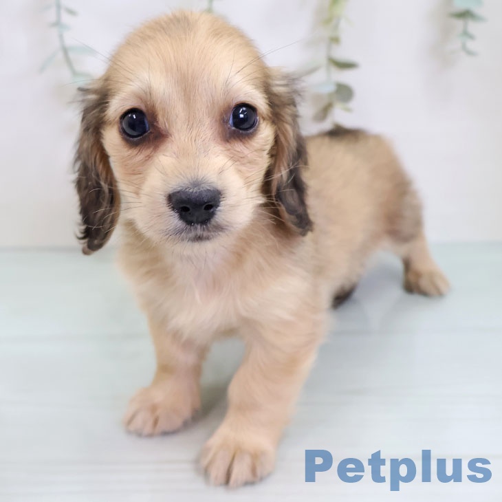 ミニチュア・ダックスフンド