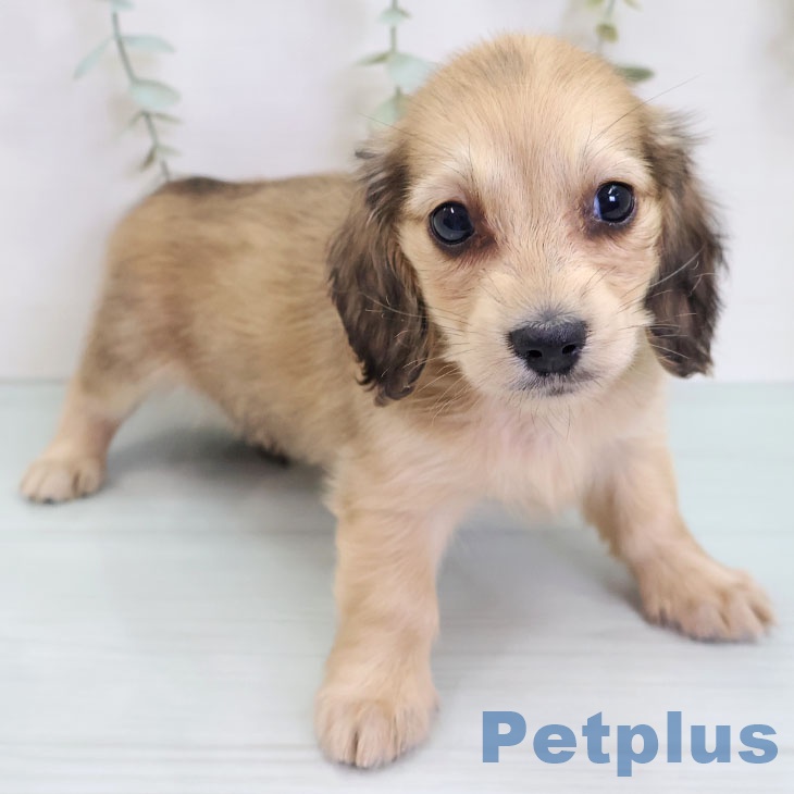 沖縄県のミニチュアダックスフンド(ロング) (ペットプラス 沖縄ライカム店/2025年8月28日生まれ/女の子/シェーデットイエロー)の子犬の2枚目の画像