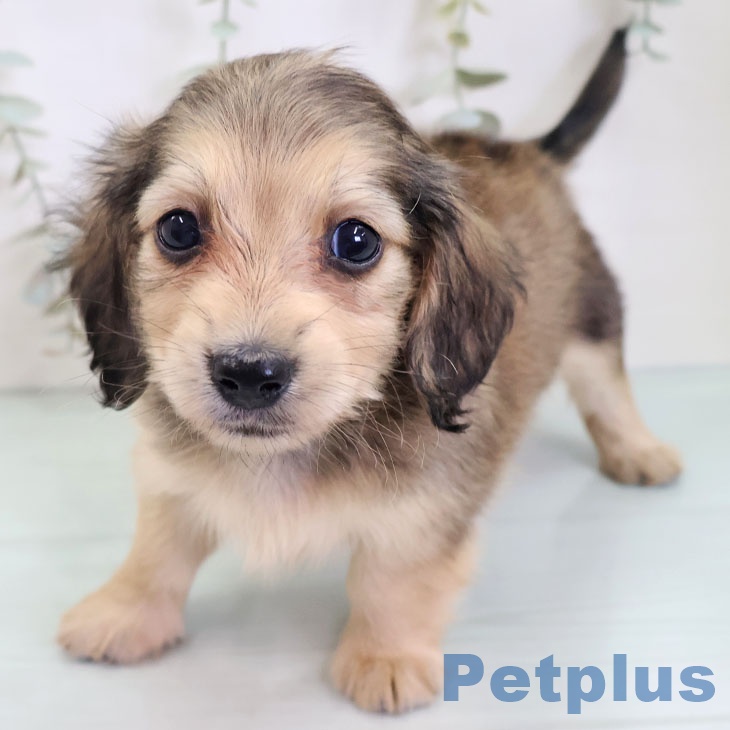 熊本県のミニチュアダックスフンド(ロング) (ペットプラス 熊本店/2025年8月28日生まれ/女の子/シェーデットイエロー)の子犬の1枚目の画像