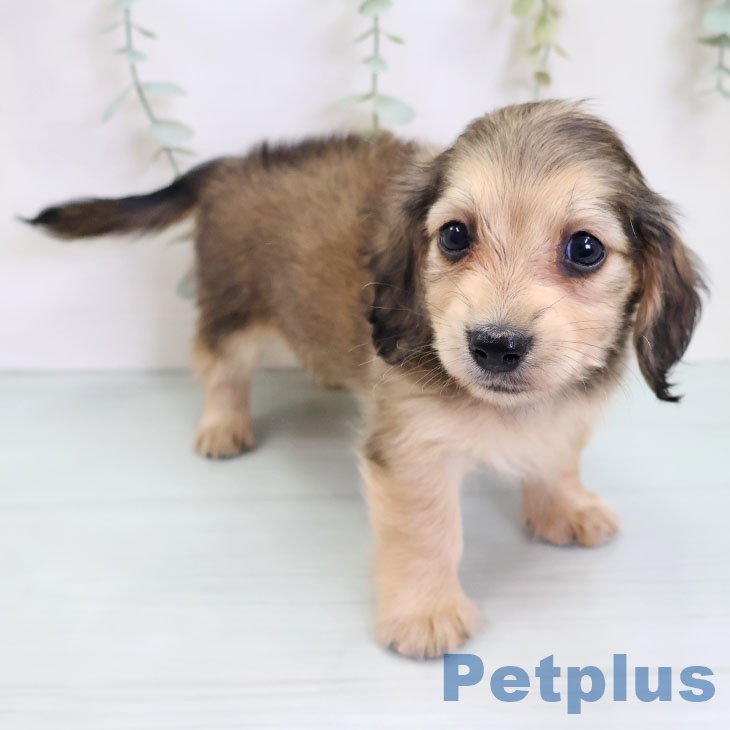 熊本県のミニチュアダックスフンド(ロング) (ペットプラス 熊本店/2025年8月28日生まれ/女の子/シェーデットイエロー)の子犬の2枚目の画像