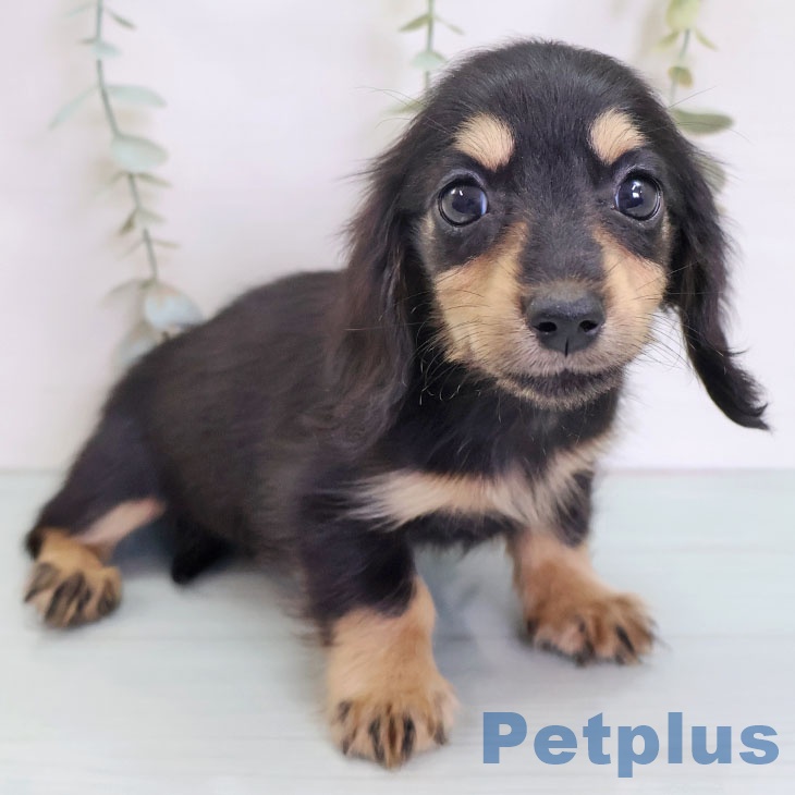 カニーンヘン・ダックスフンド