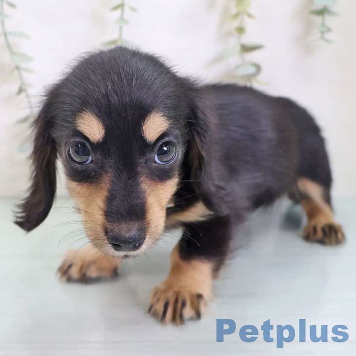 カニーンヘン・ダックスフンドの写真2